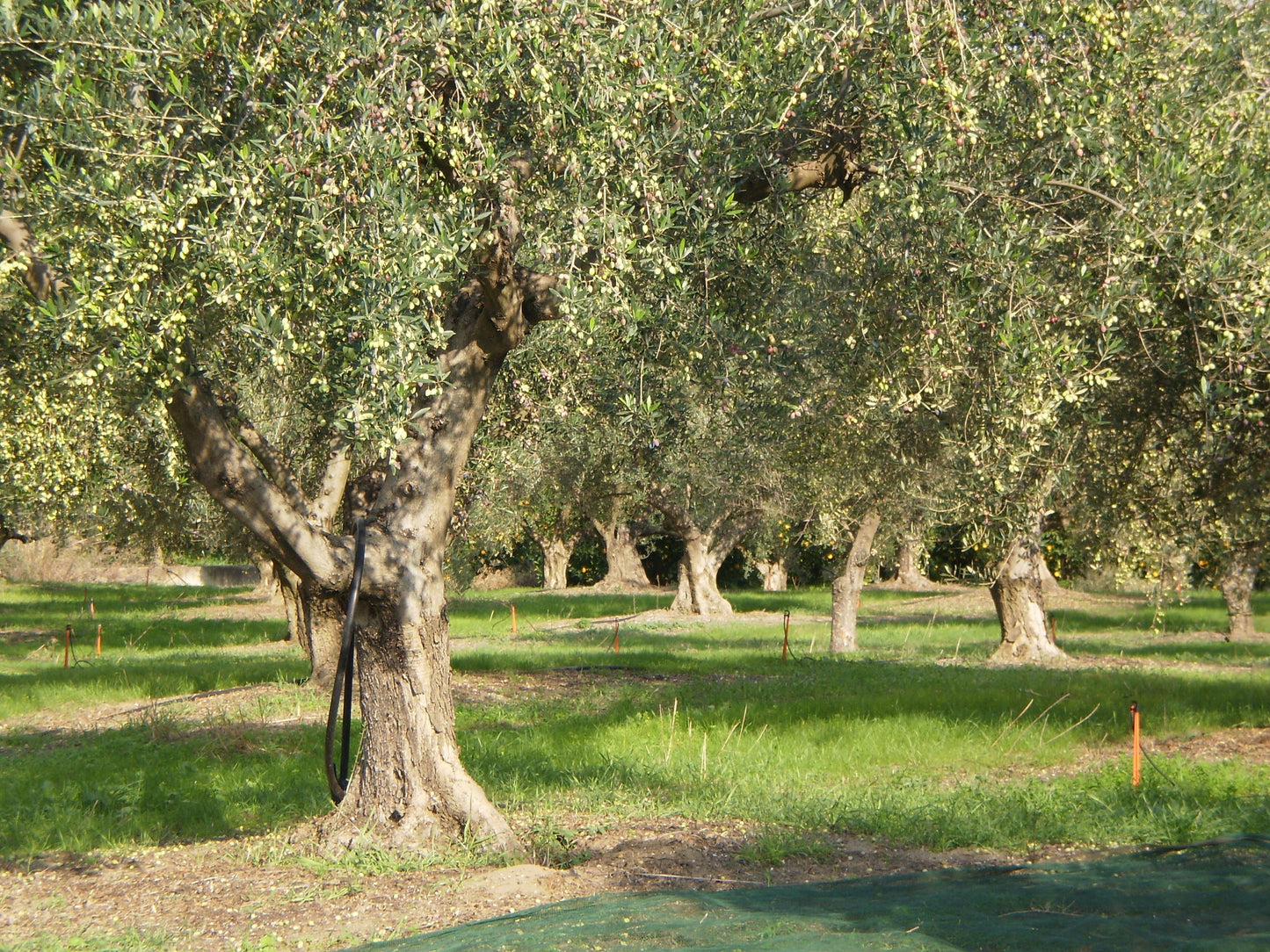 Laconiko - Laconiko Ultra Premium 100% Extra Virgin Olive Oil (375ML)